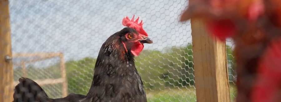 Harbour View Chickens