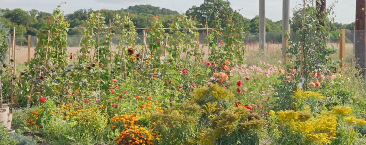 Flowers Growing at Harbour View