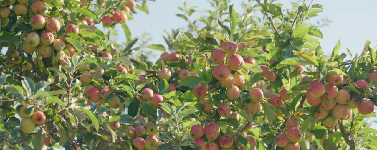 Orchard at Harbour View