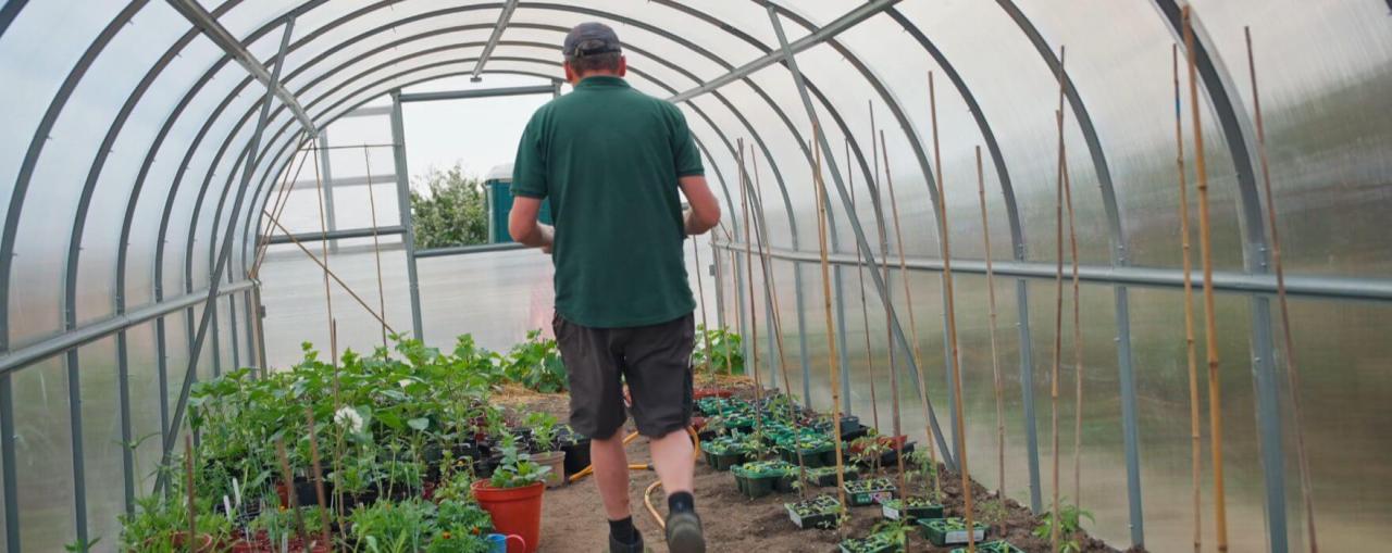 Polytunnel at Home Farm