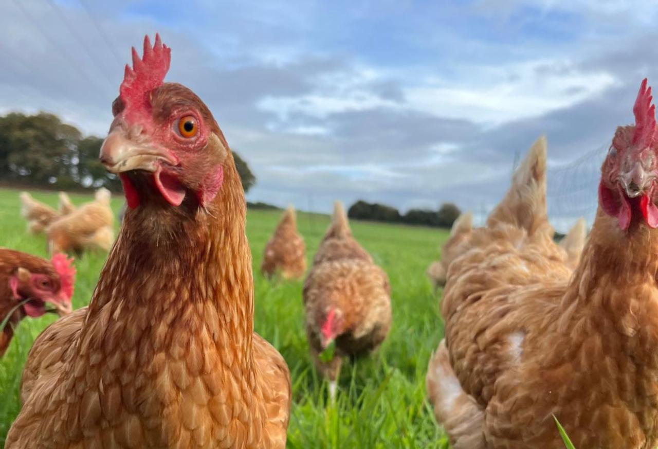 Chickens at Home Farm