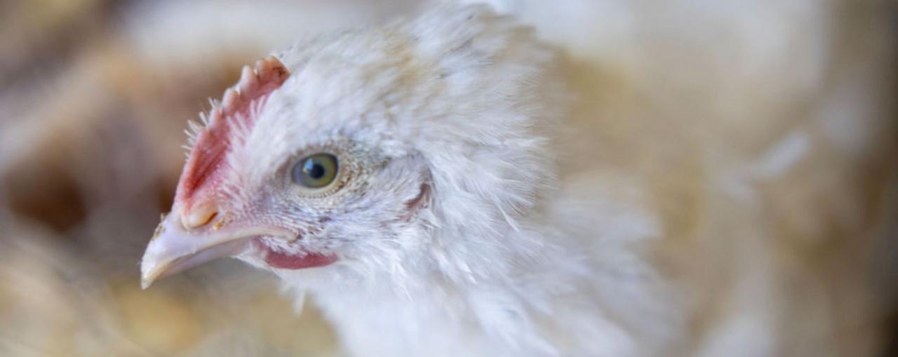 Chickens at Home Farm